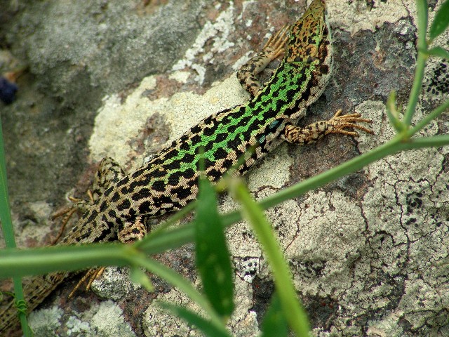 Lucertola campestre (Capraia)